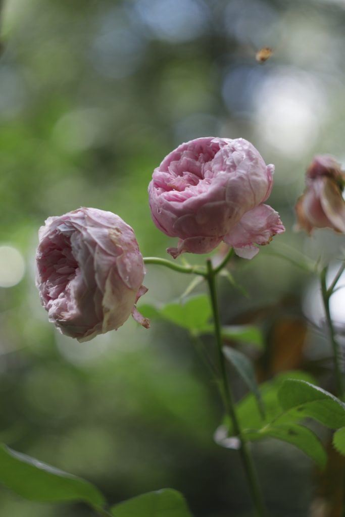 В тверском Саду души появились розовые тени