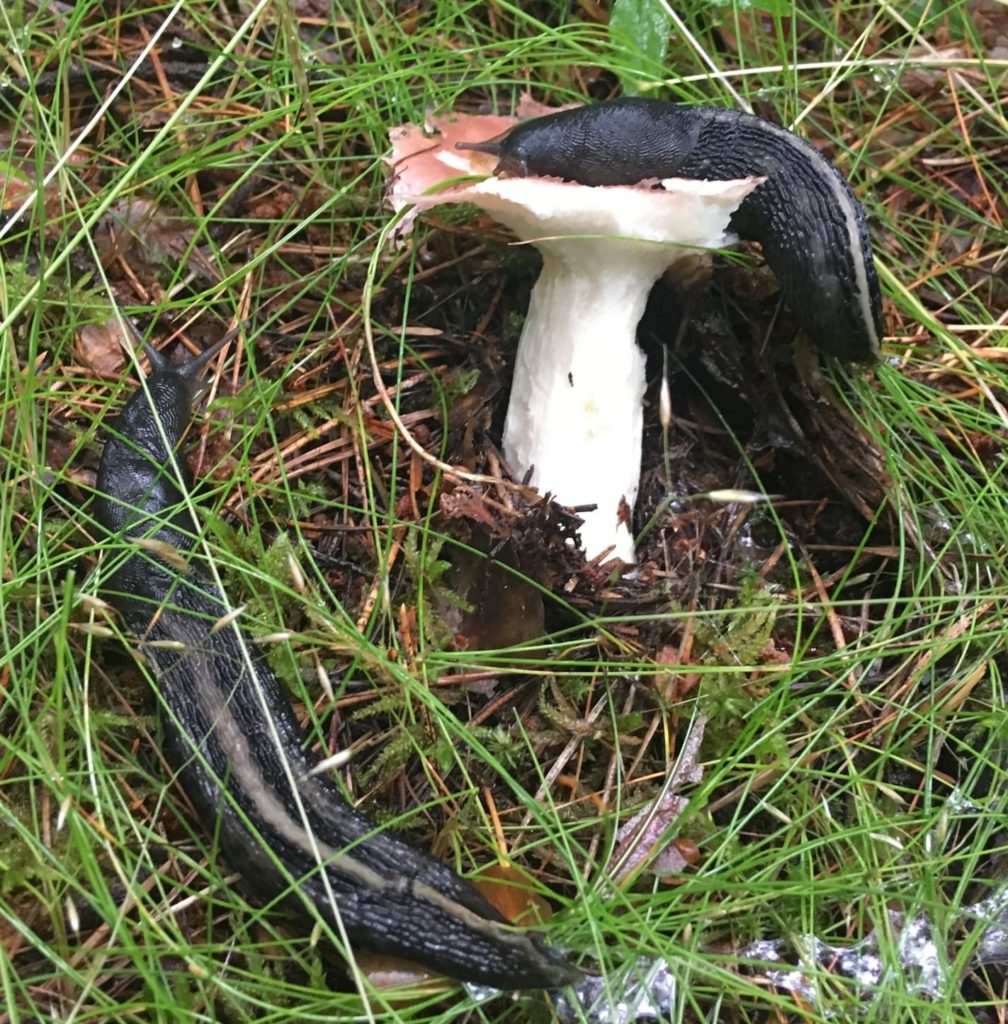 Огромные черные слизни "атаковали" грибы в Тверской области Огромные черные слизни "атаковали" грибы в Тверской области