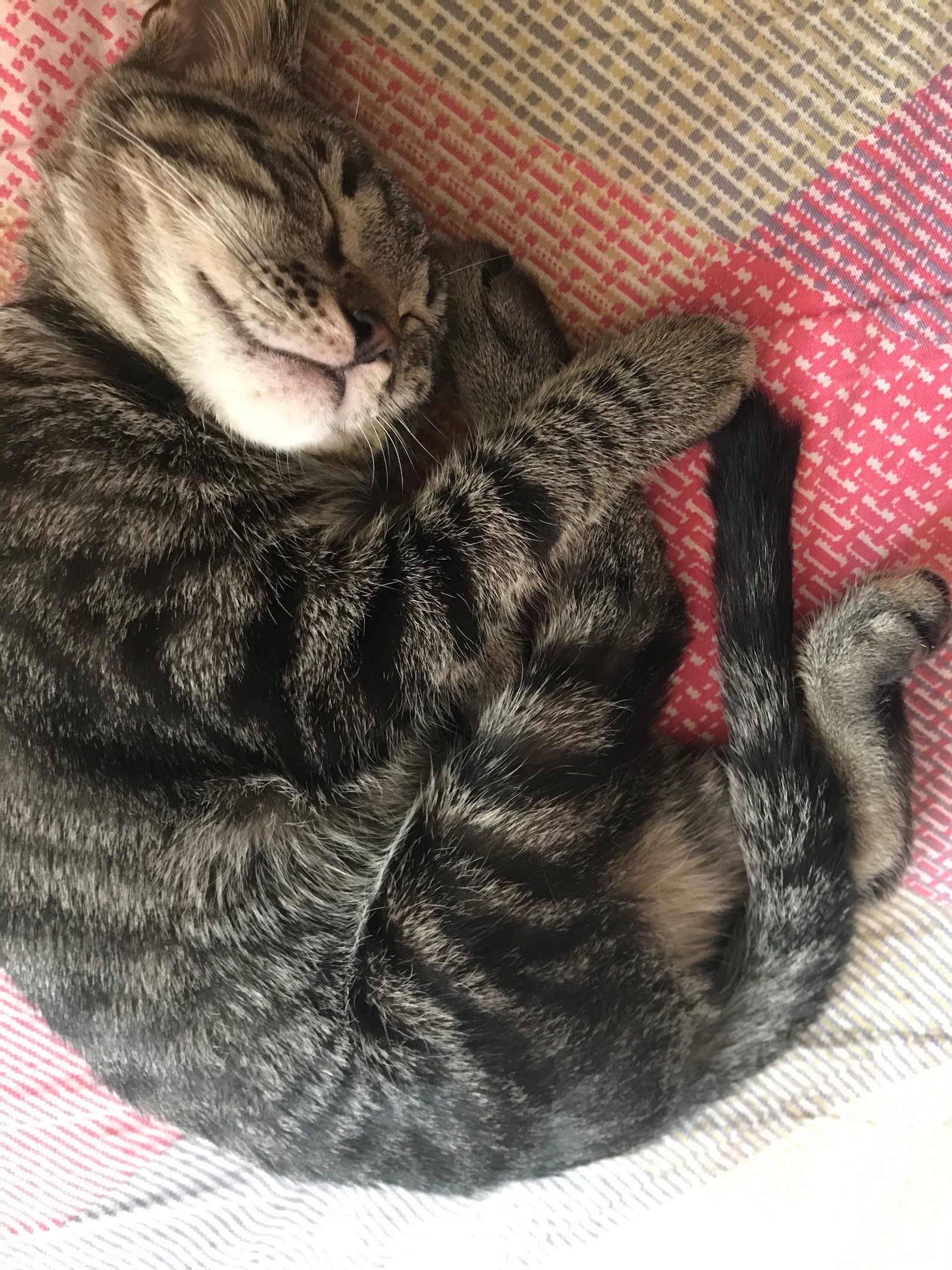 Тверские бездомные кошки ищут заботливых хозяев