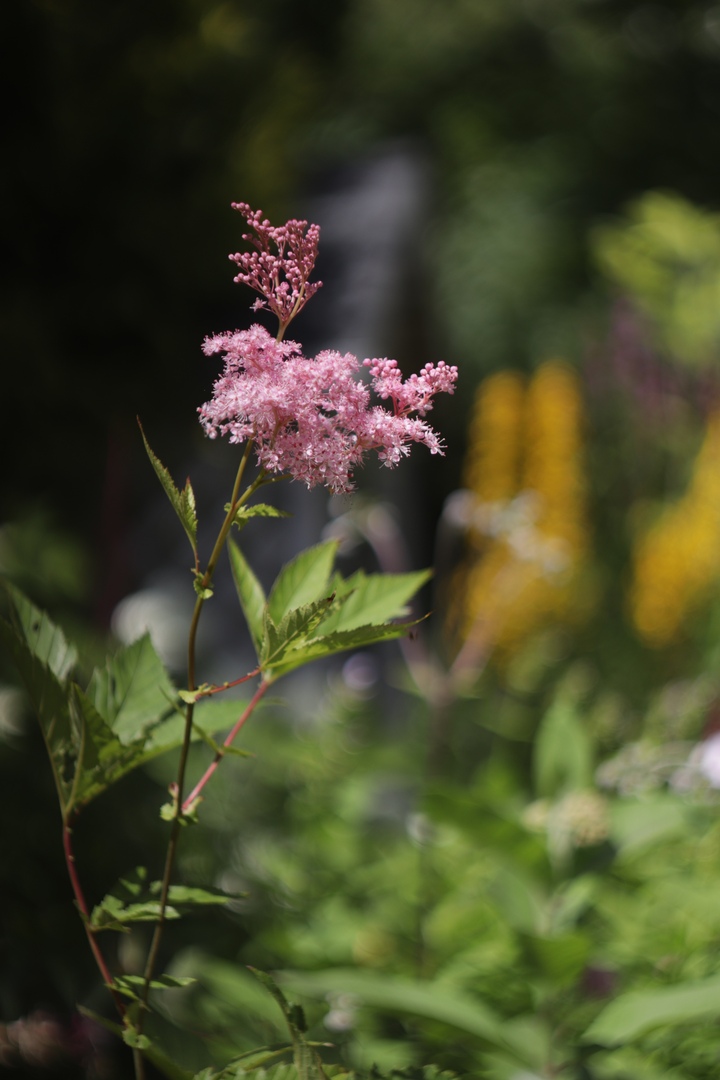 В тверском Саду души появились розовые тени