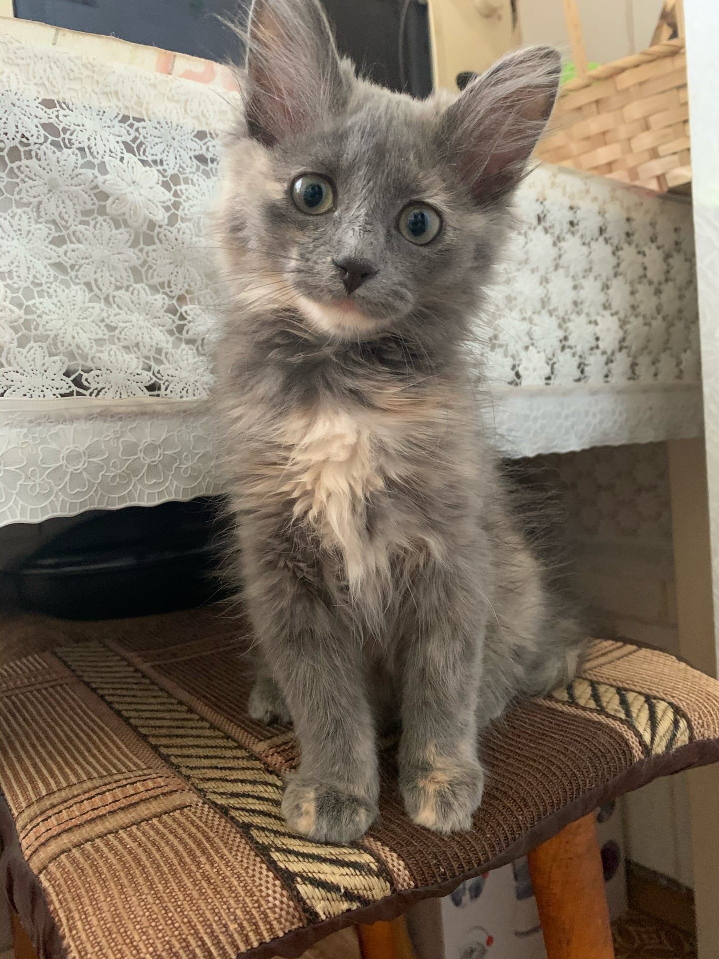 Тверские бездомные кошки ищут заботливых хозяев