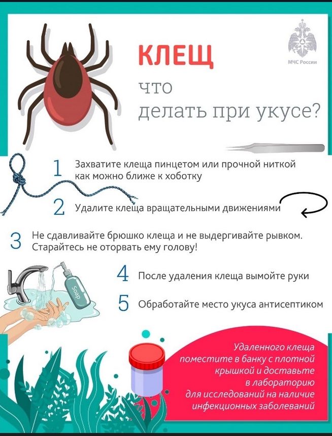 Жителям Тверской области рассказали, что делать при укусе клеща