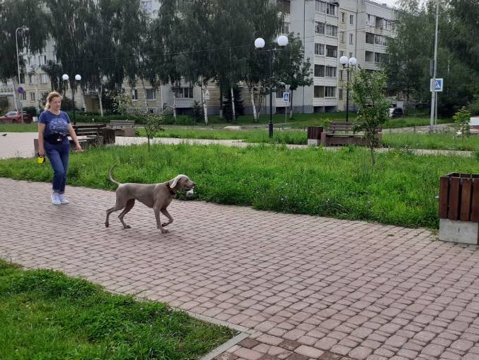 Жительница Твери научила собаку убирать мусор за людьми Жительница Твери научила собаку убирать мусор за людьми