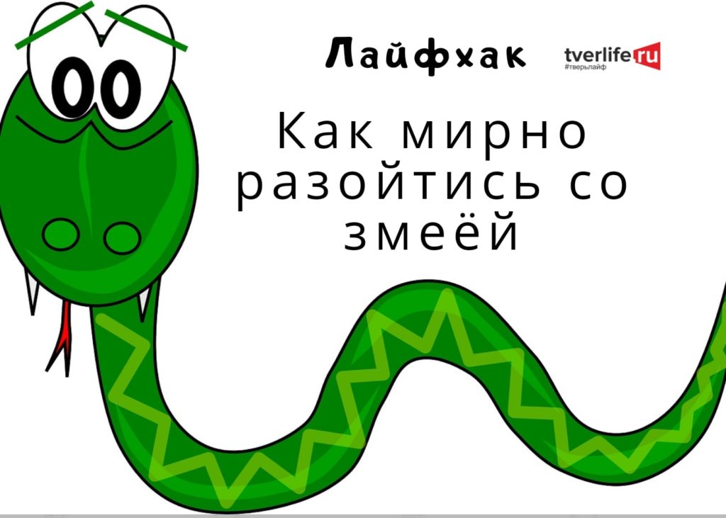 Где прячутся змеи и как не попасть гадюке на зубок в Тверской области