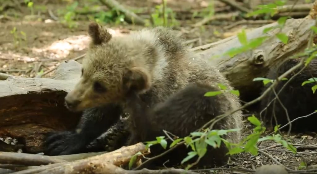 Медвежата в эфире: Центр спасения медвежат Тверской области опубликовал видео о жизни питомцев