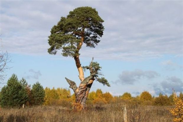 Опубликовано старинное фото сосны из Тверской области, участницы национального конкурса Опубликовано старинное фото сосны из Тверской области, участницы национального конкурса
