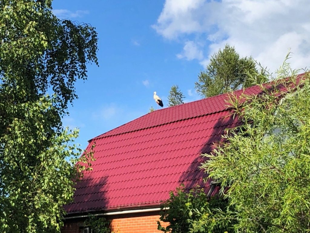 Аисты облюбовали участок главы Оленинского района Аисты облюбовали участок главы Оленинского района