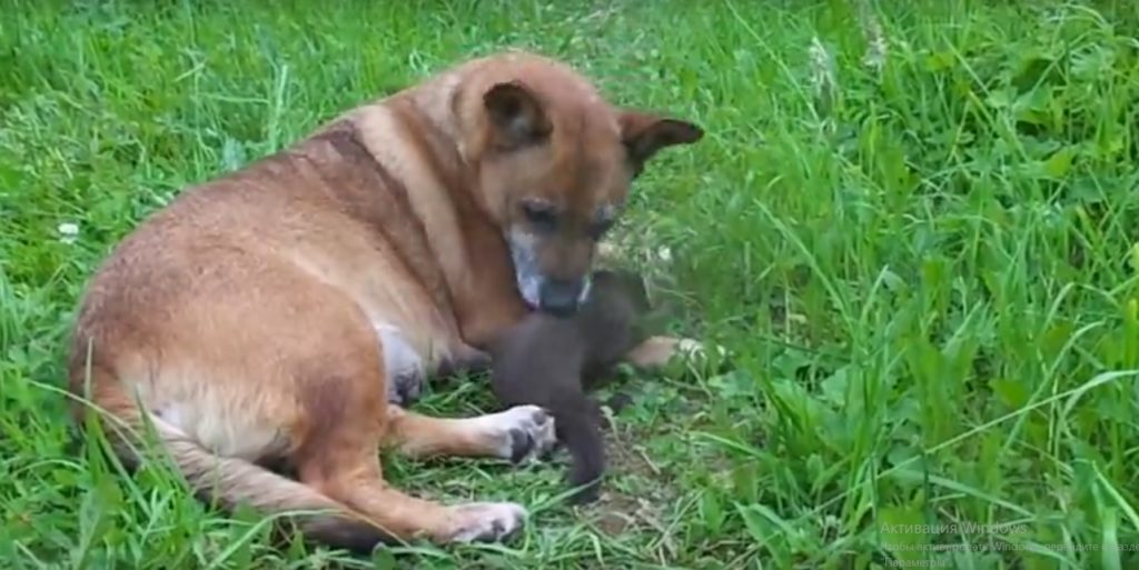 В Тверской области маленькая куница подружилась с собакой