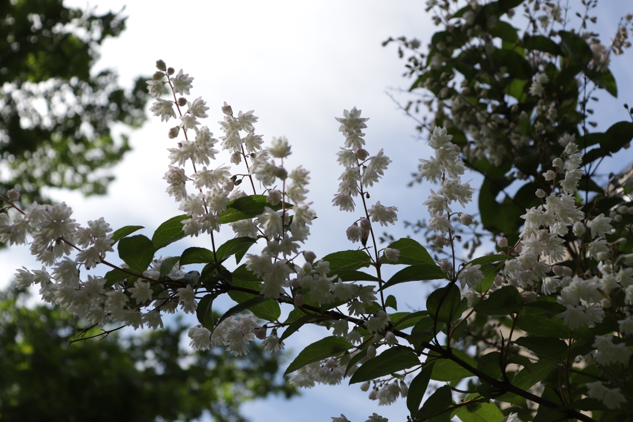 В тверском Ботаническом саду цветет Дейция