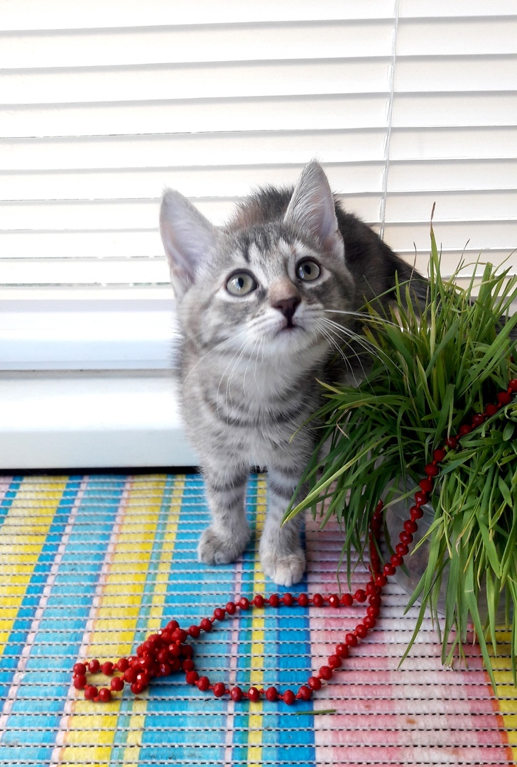 Тверские бездомные кошки ищут заботливых хозяев