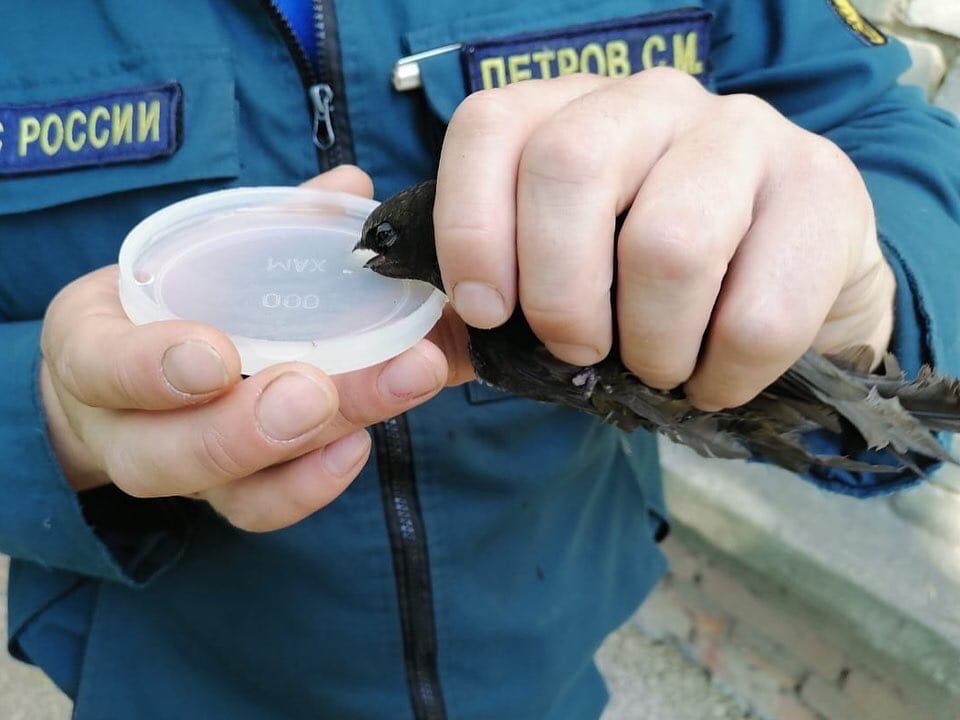 Пожарные спасли птичку в Тверской области Пожарные спасли птичку в Тверской области