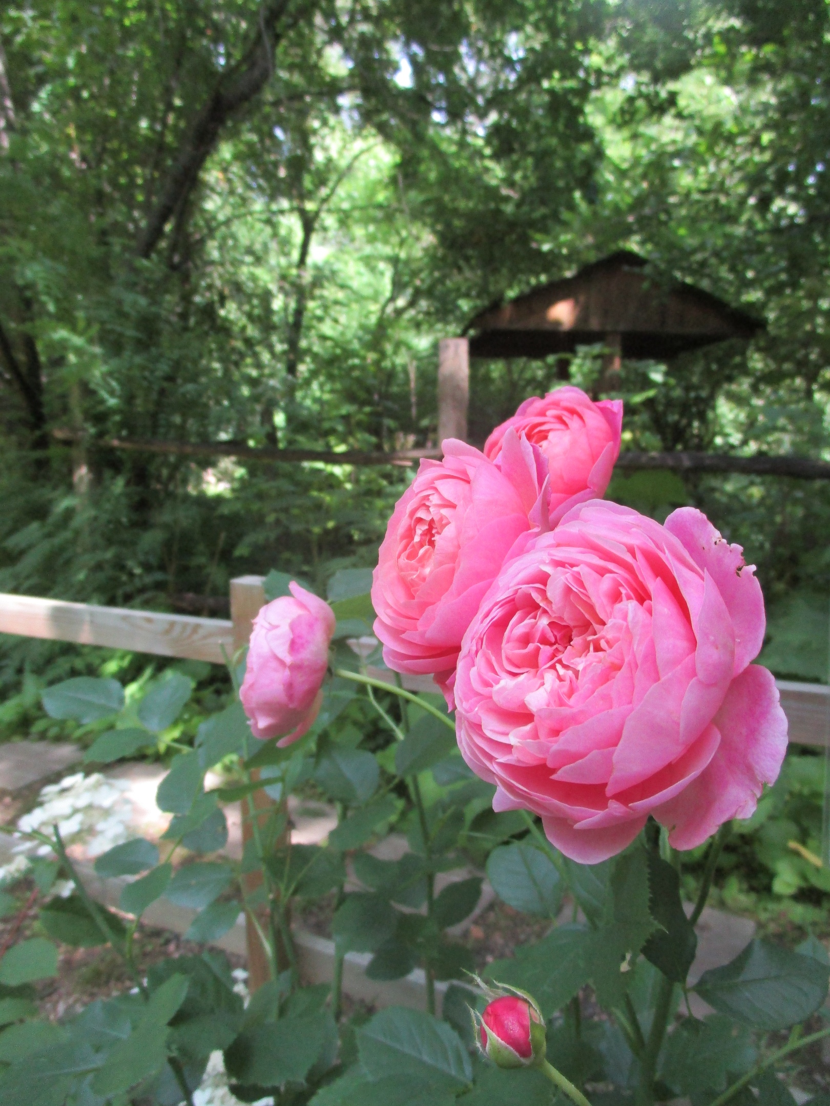 Восхитительные цветы распустились в тверском Ботаническом саду