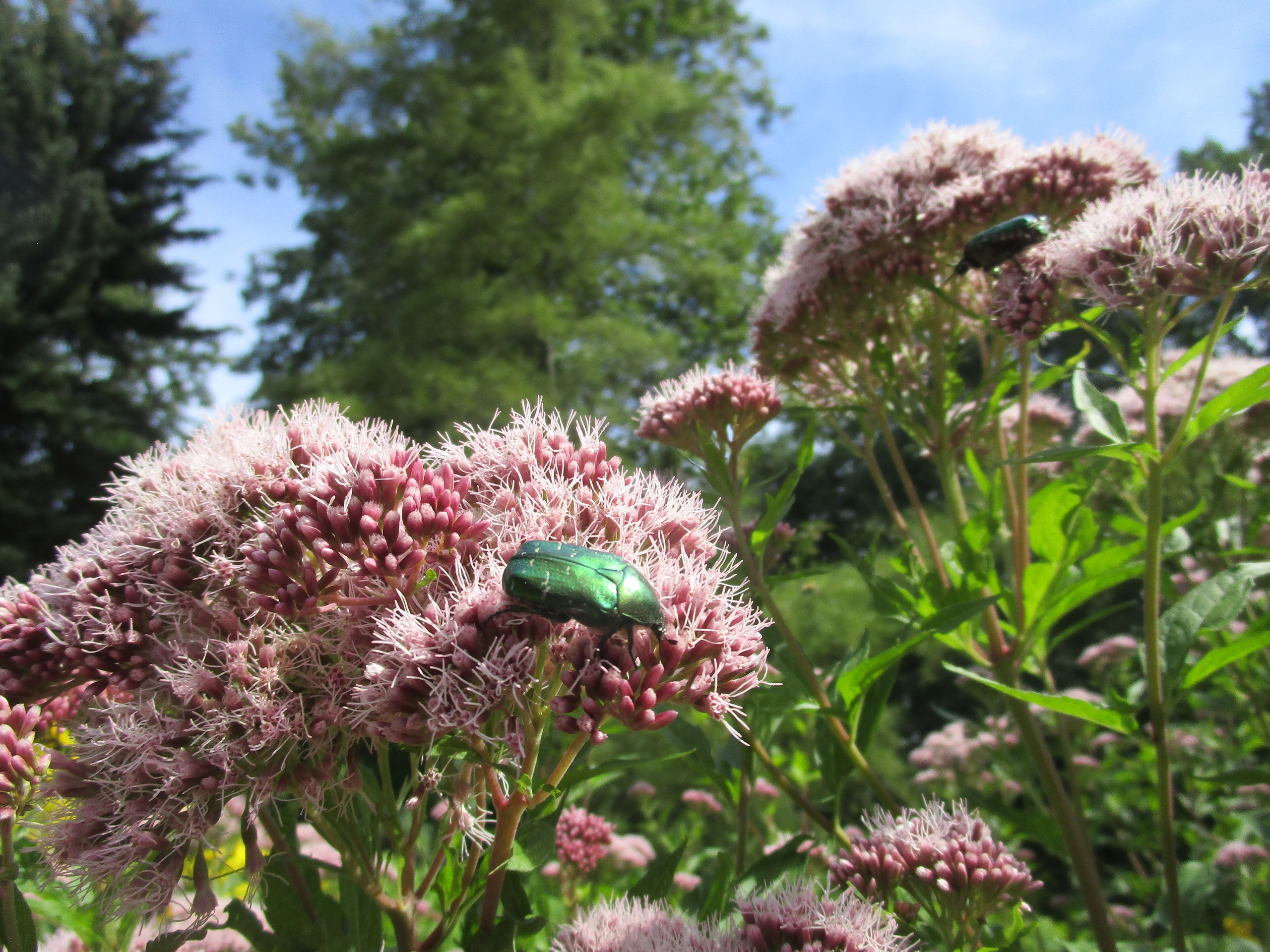 Восхитительные цветы распустились в тверском Ботаническом саду