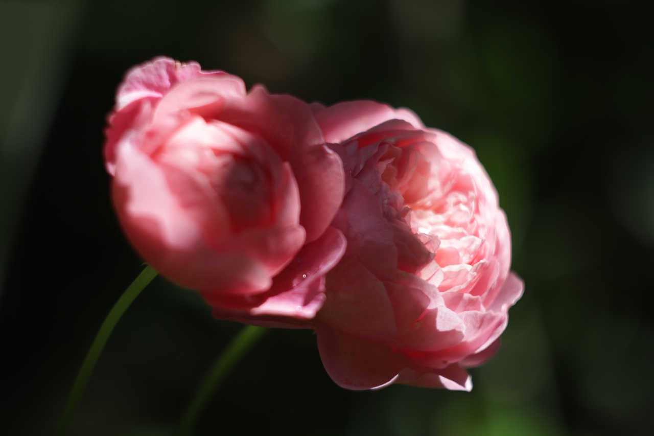 В тверском Саду души появились розовые тени