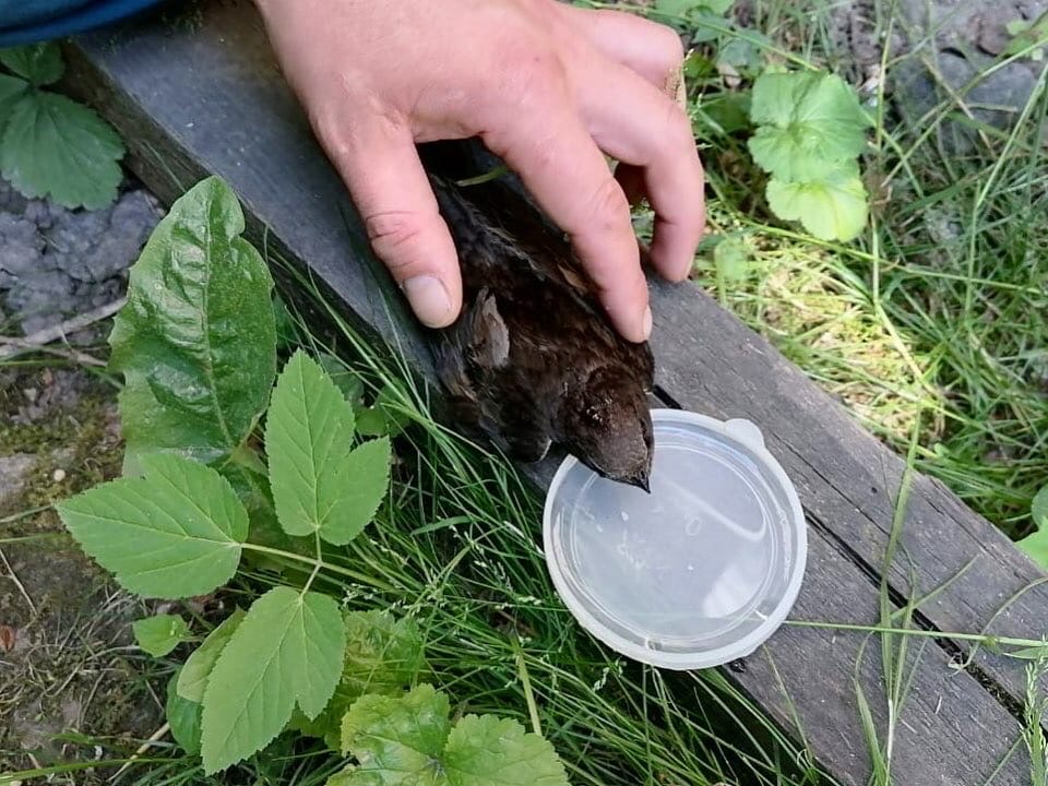 Пожарные спасли птичку в Тверской области