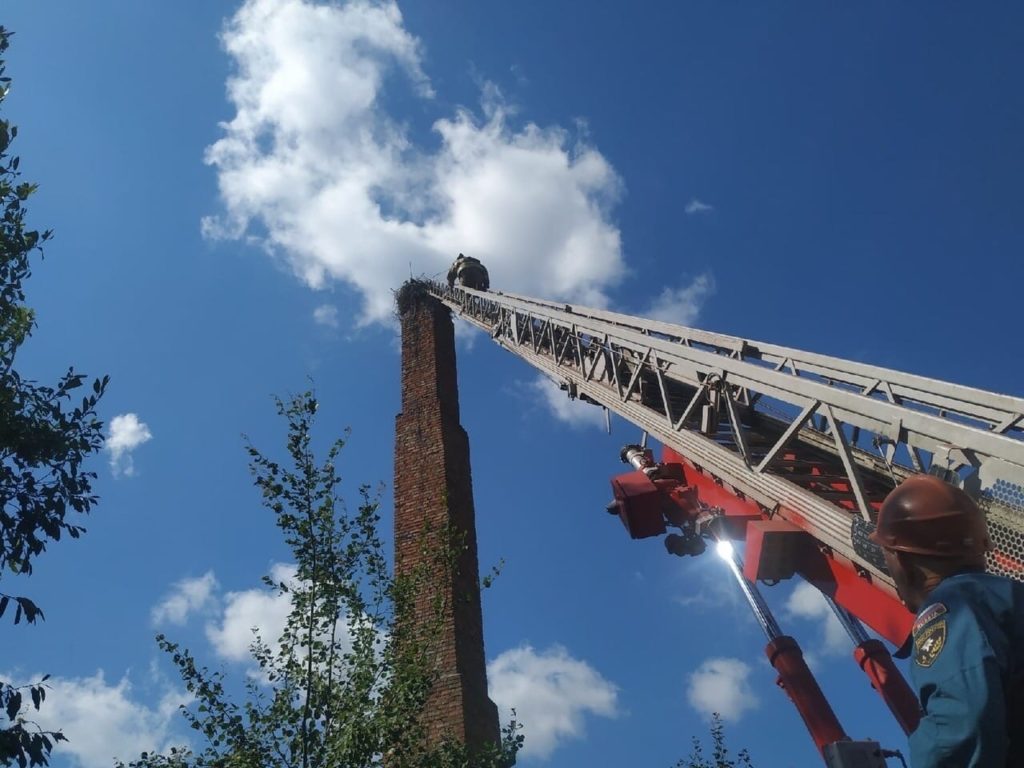 В МЧС рассказали историю спасения аиста в Тверской области В МЧС рассказали историю спасения аиста в Тверской области