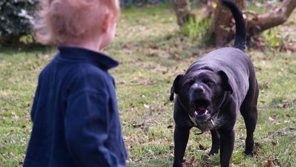 Под Тверью бездомная собака покусала трехлетнего ребенка