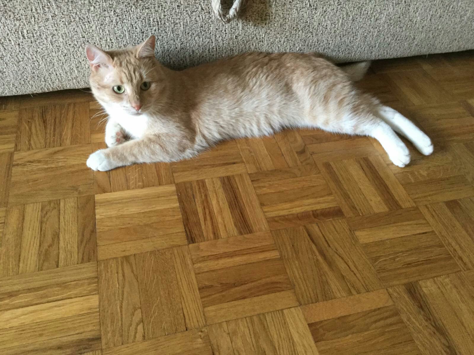 Тверские бездомные кошки ищут заботливых хозяев