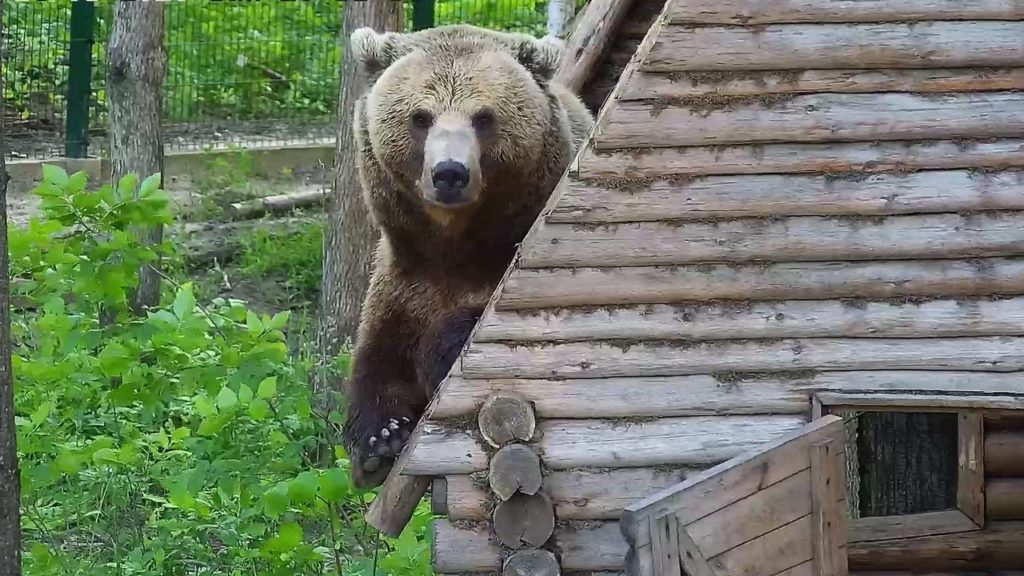 Наплевал в душу: тверского авиамедведя Мансура обидел подросток