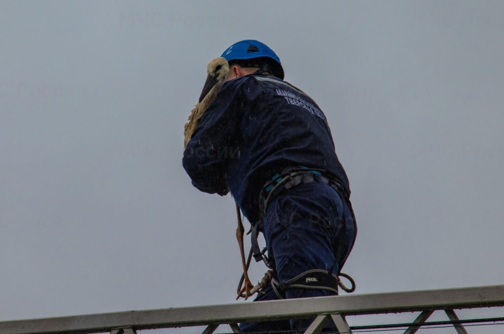 Опубликовано видео спасения аистят в Тверской области Опубликовано видео спасения аистят в Тверской области