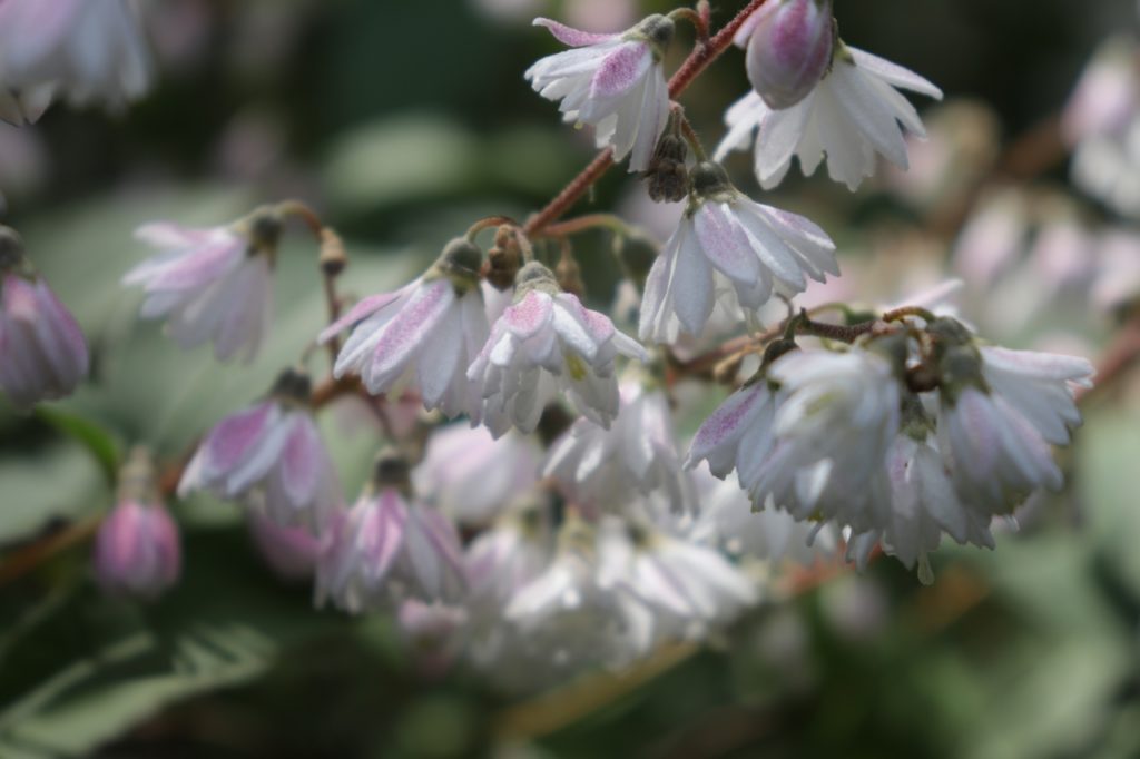 В тверском Ботаническом саду цветет Дейция
