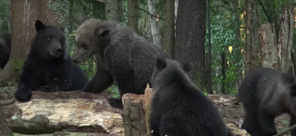 В сети появились новые кадры из жизни тверских медвежат-сирот В сети появились новые кадры из жизни тверских медвежат-сирот