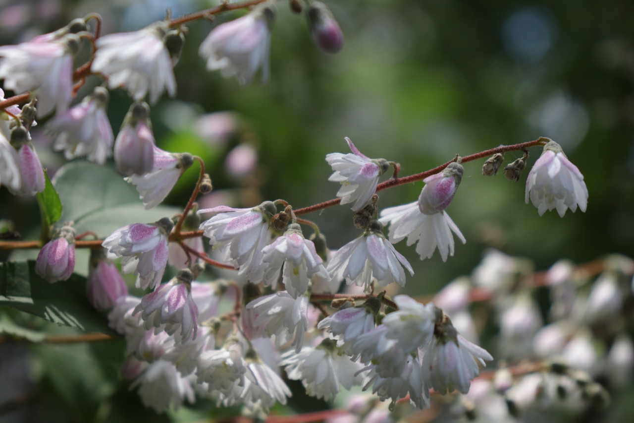 В тверском Ботаническом саду цветет Дейция