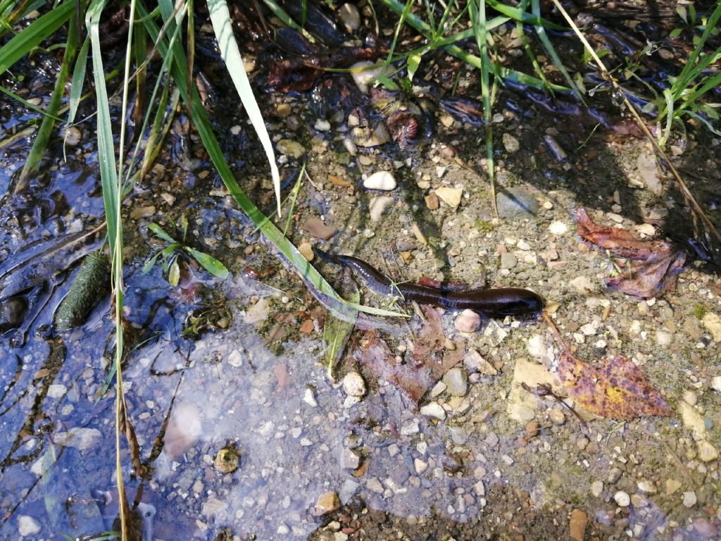 В парке Твери по затопленным дорожкам плавают огромные пиявки и рыбы