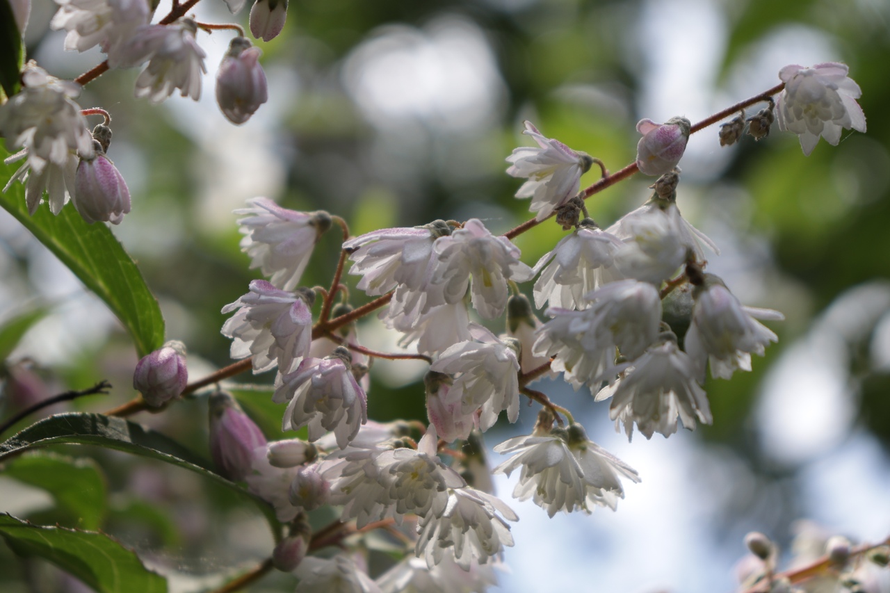 В тверском Ботаническом саду цветет Дейция