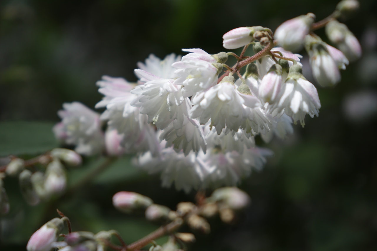 В тверском Ботаническом саду цветет Дейция
