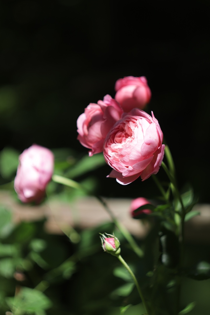 В тверском Саду души появились розовые тени