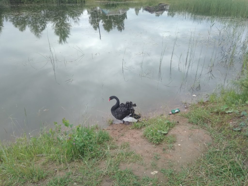 На одном из водоемов Тверской области поселился черный лебедь