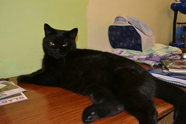 Пушистый артист в ошейнике с драгоценными камнями сбежал из цирка Твери