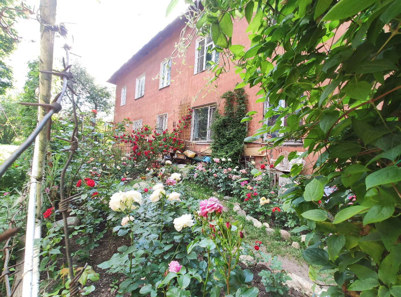 Шикарные розы выросли в одном из дворов Твери