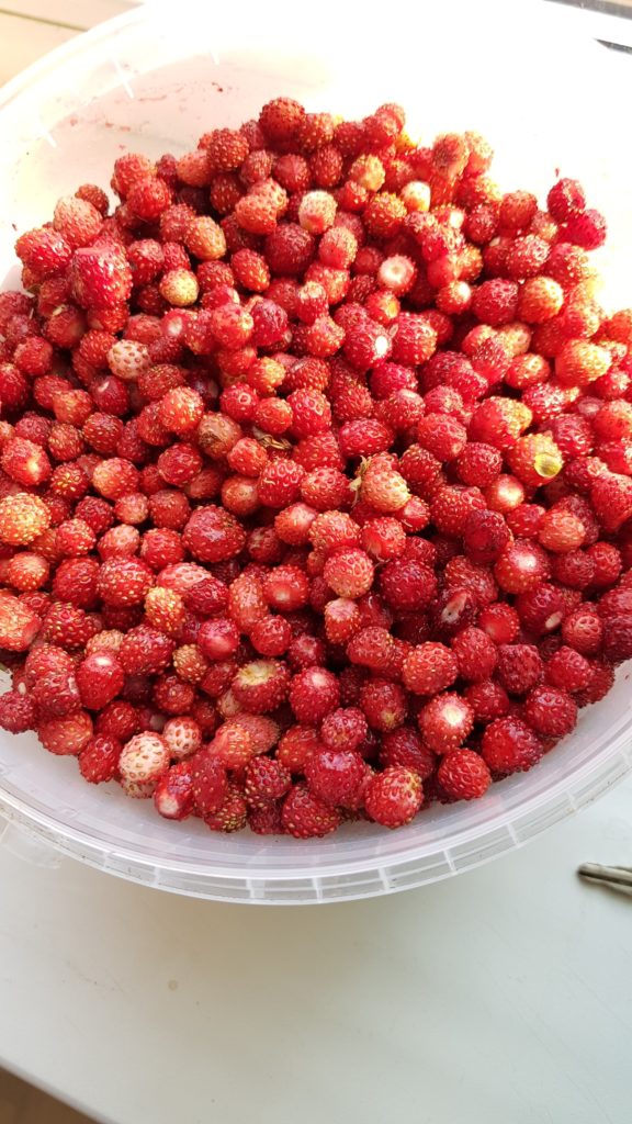 Земляника и черника поспели в лесах Тверской области