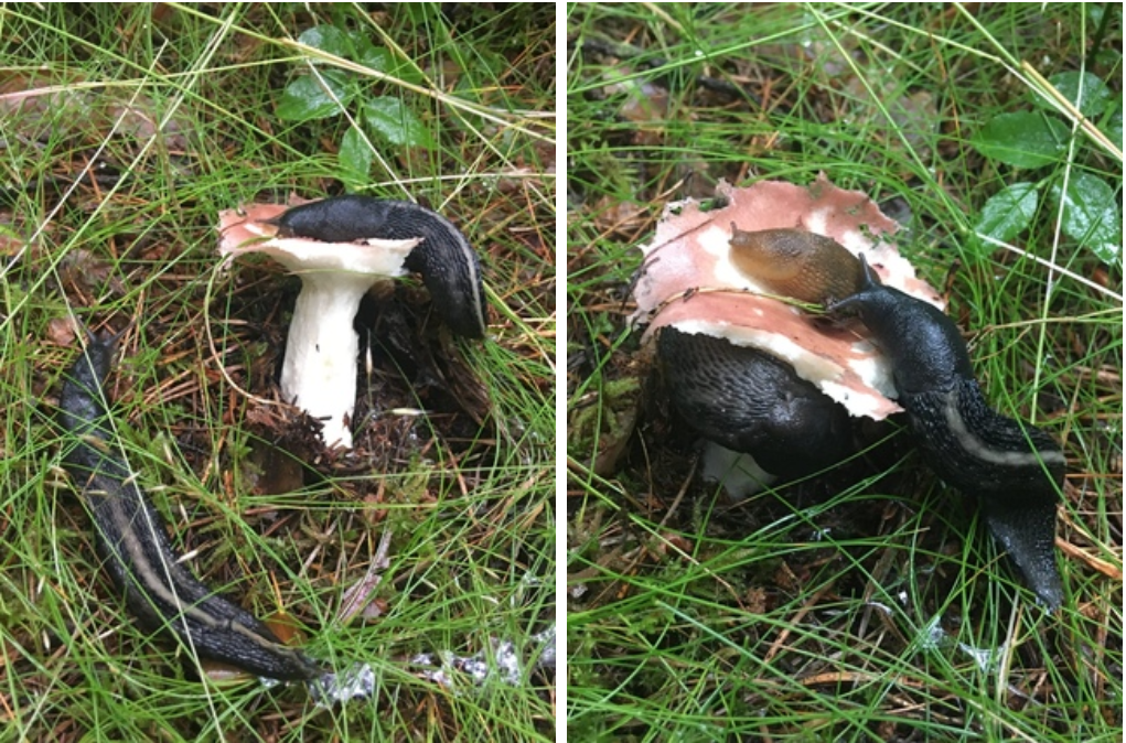 Огромные черные слизни "атаковали" грибы в Тверской области