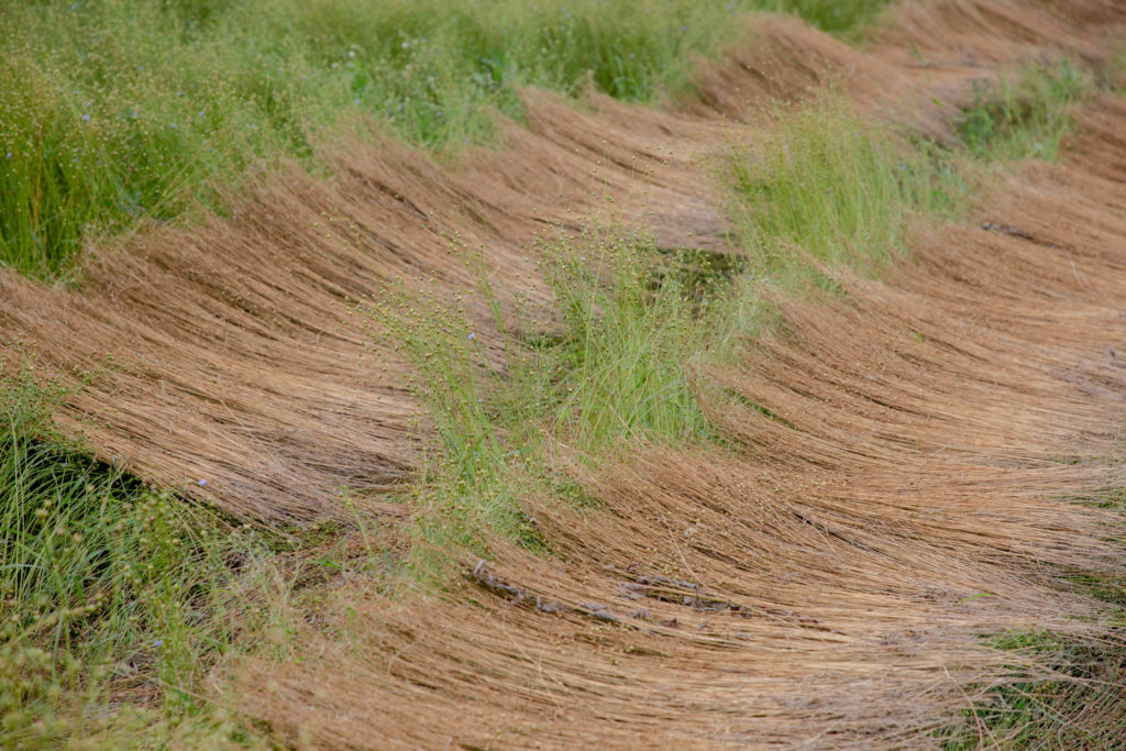 Ряд соглашений подписали на Дне льняного поля в Тверской области