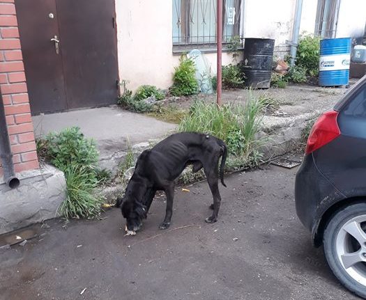 Жителей Твери просят приютить одинокого пса Жителей Твери просят приютить одинокого пса