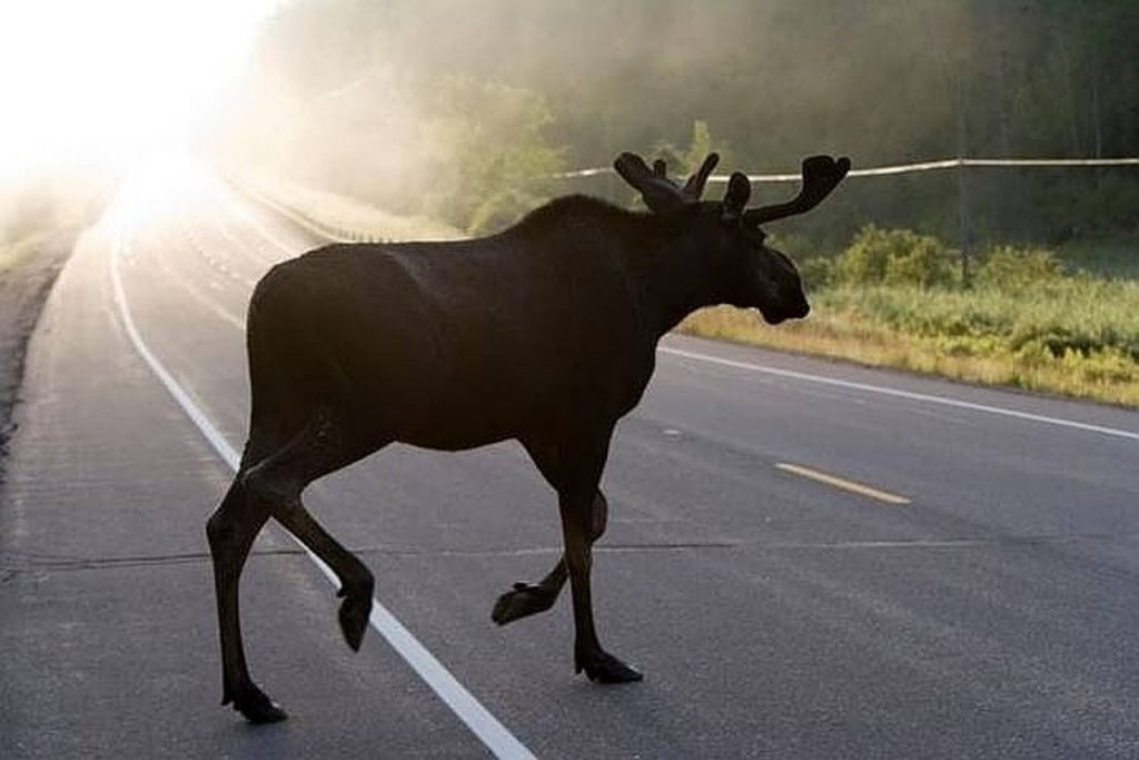 Неосторожный водитель сбил лося в Тверской области Неосторожный водитель сбил лося в Тверской области
