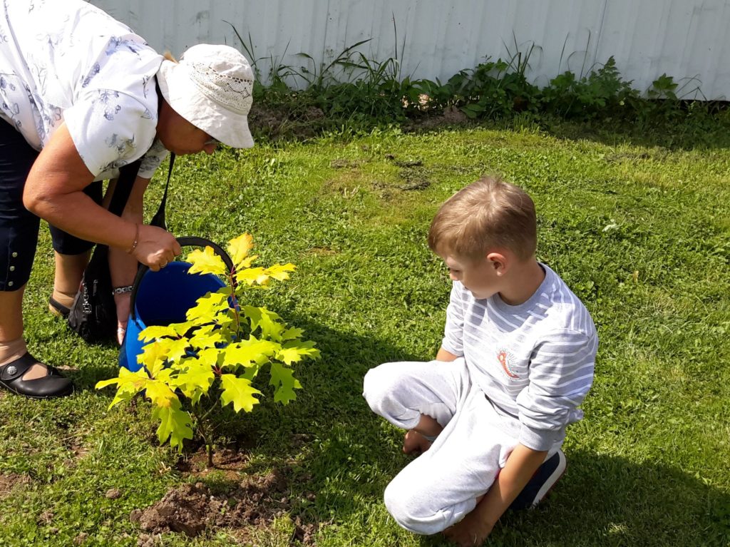 Аллею сибирских кедров и краснолистных дубов высадят в ржевской «Ставке Сталина»