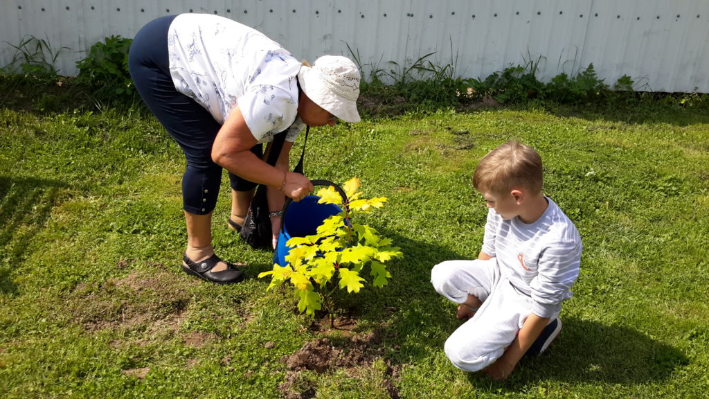 В ржевской "Ставке Сталина" появится аллея сибирских кедров и краснолистных дубов