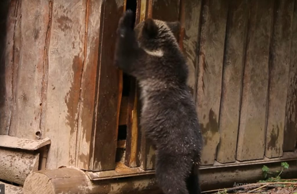 В Тверской области хулиганят медвежата-сироты