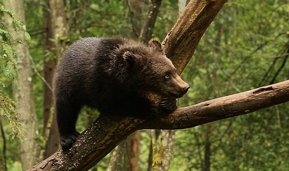 В Тверской области медвежата - акробаты лазают по деревьям