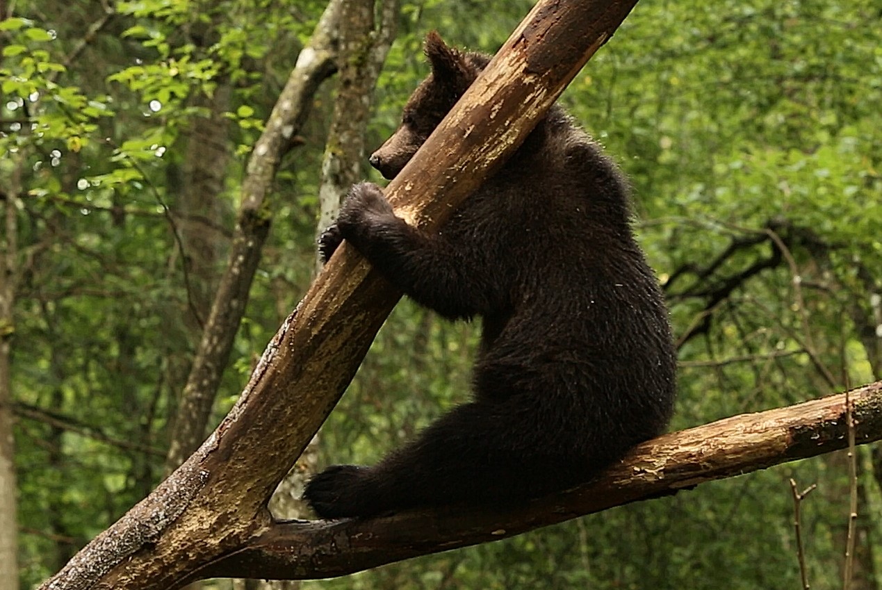 В Тверской области медвежата - акробаты лазают по деревьям