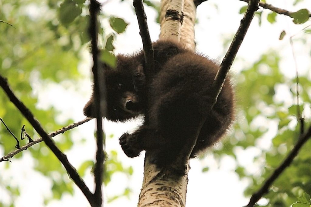 В сети появилось новое видео из жизни тверских медвежат-сирот В сети появилось новое видео из жизни тверских медвежат-сирот