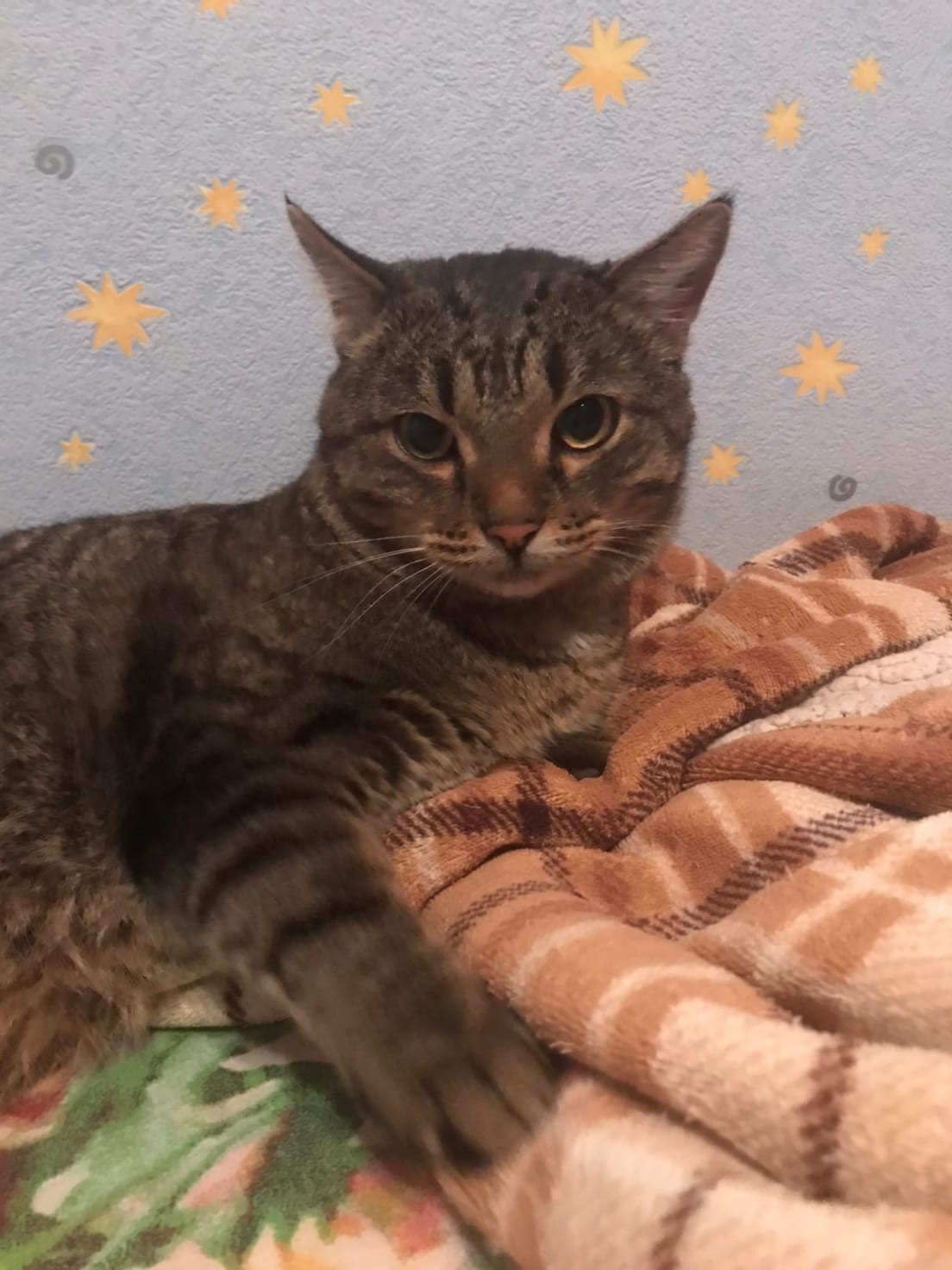 В Твери ищут заботливые руки для брошенных котят