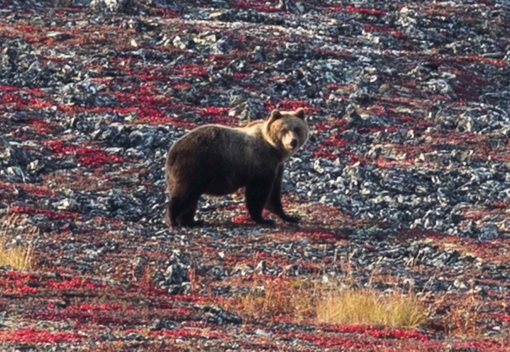 Чуть не споткнулся о него: тверской мотопутешественник рассказал о встрече с медведем на Чукотке Чуть не споткнулся о него: тверской мотопутешественник рассказал о встрече с медведем на Чукотке