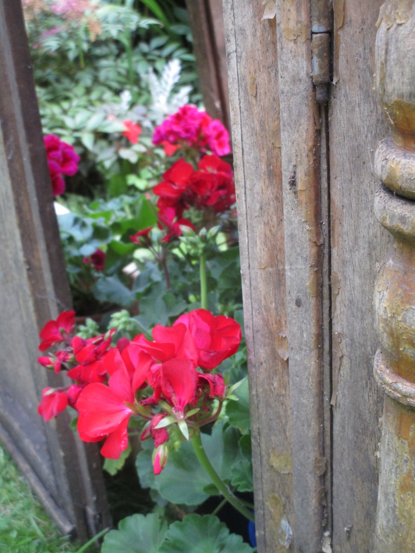 Тверской Ботанический сад готовит новую выставку