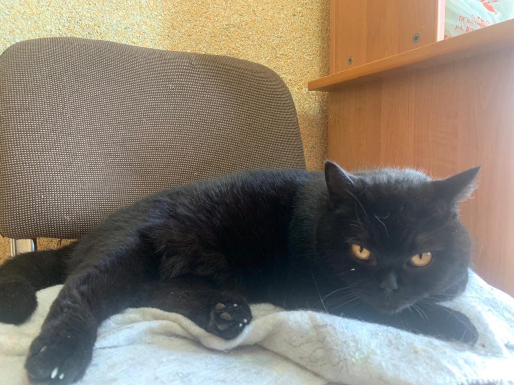 В Твери нашелся цирковой кот Марсель