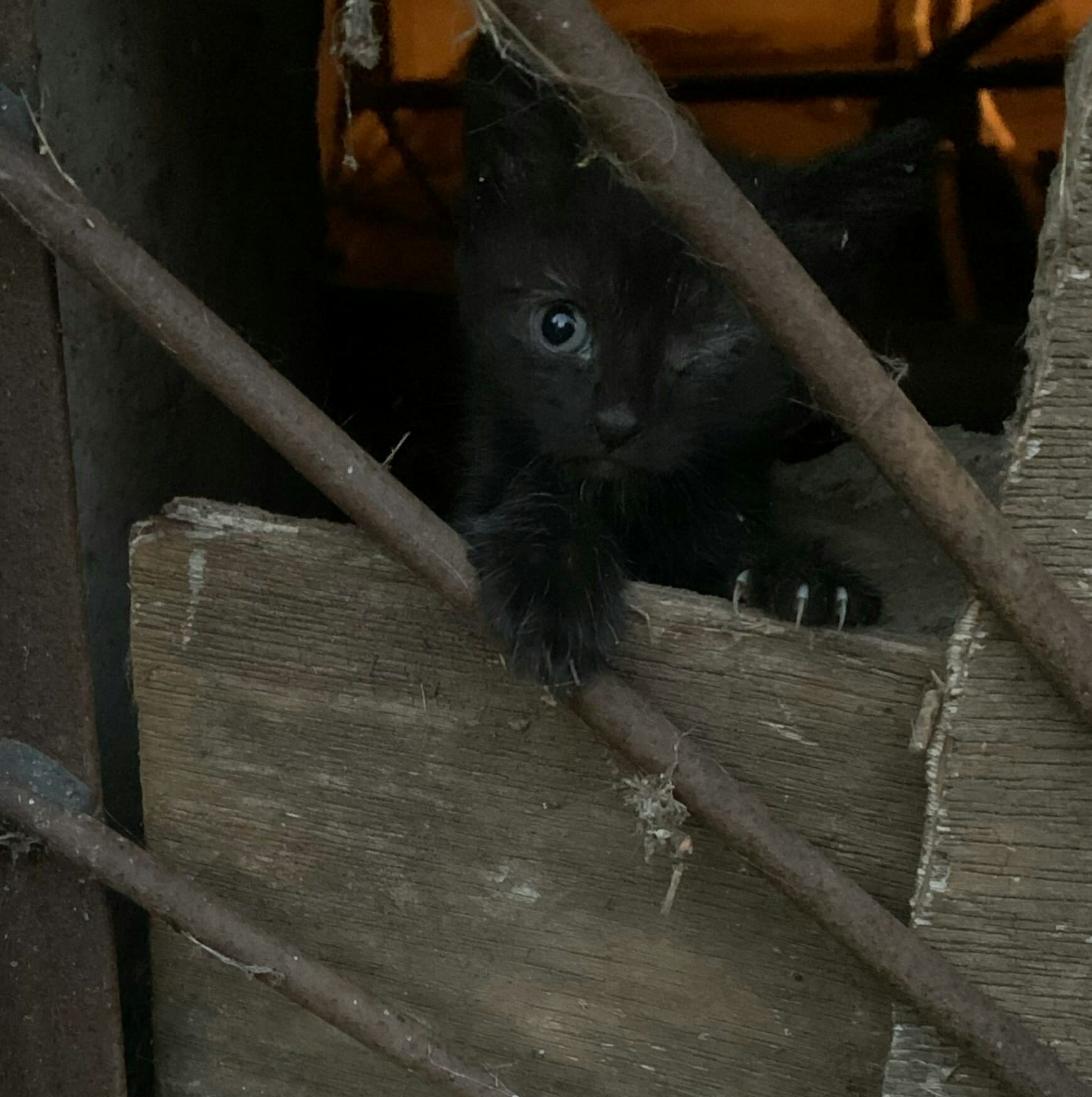 В Твери ищут заботливые руки для брошенных котят